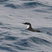 Craveri's Murrelet